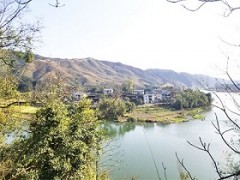 浙江茶山加盟，湖州轉運珍茶，浙江茶山租賃，浙江眾扶農業