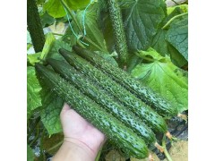 項城黃瓜苗廠家，周口2025水果小黃瓜苗批發